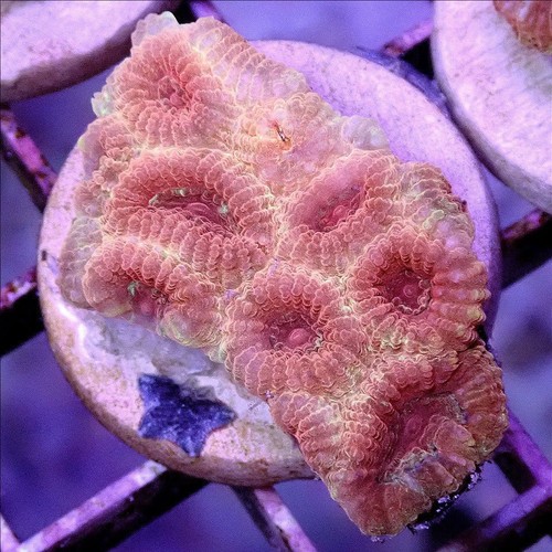 Rainbow favia live coral - live,